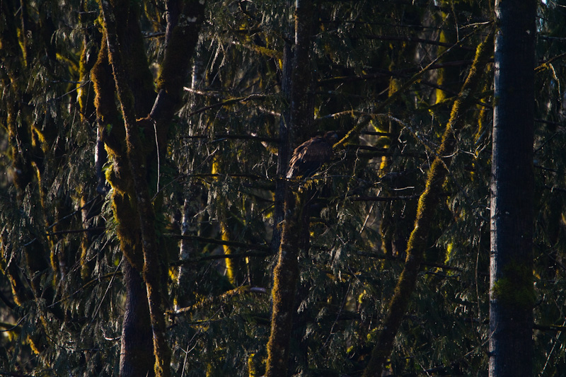 Bald Eagle In Tree